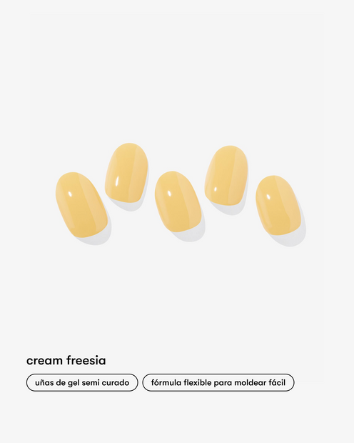 Cream Freesia
